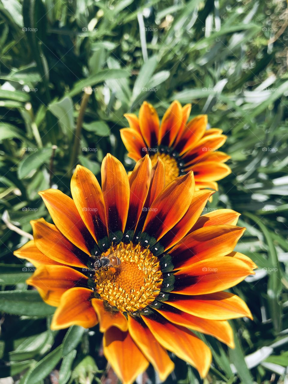 Flowers with HoneyBee