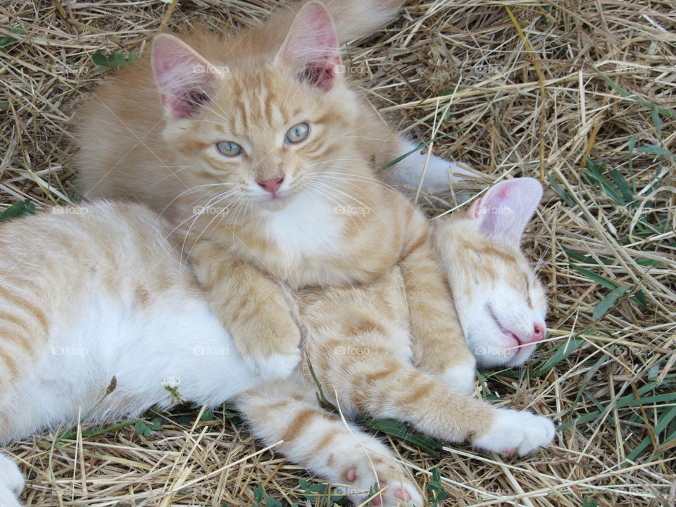 Brother and sister kittens playing in the hay, bro has sis pinned