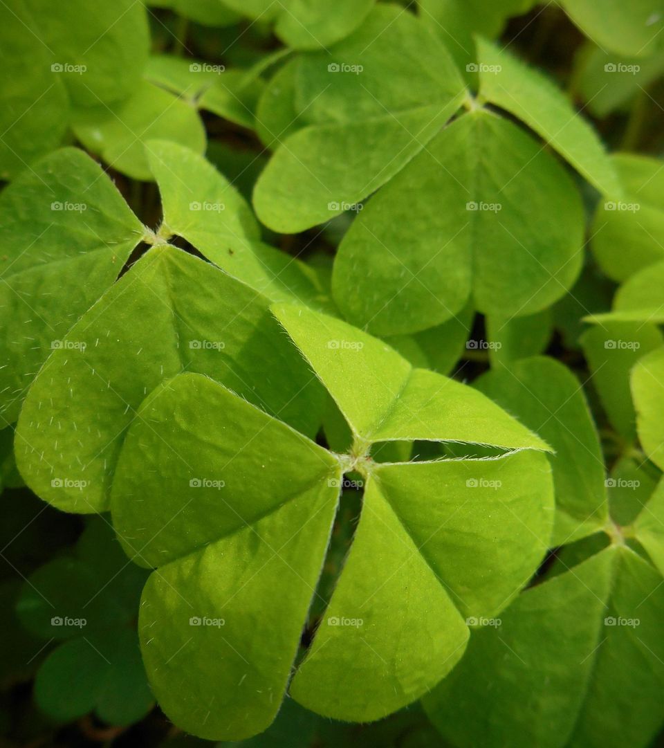 green plants leaves geometric triangle beautiful texture background