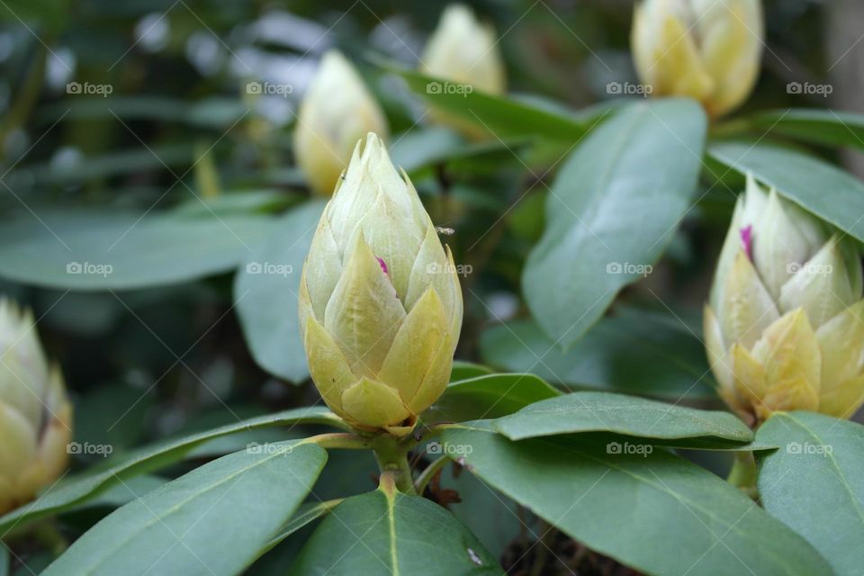 Rhododendron 