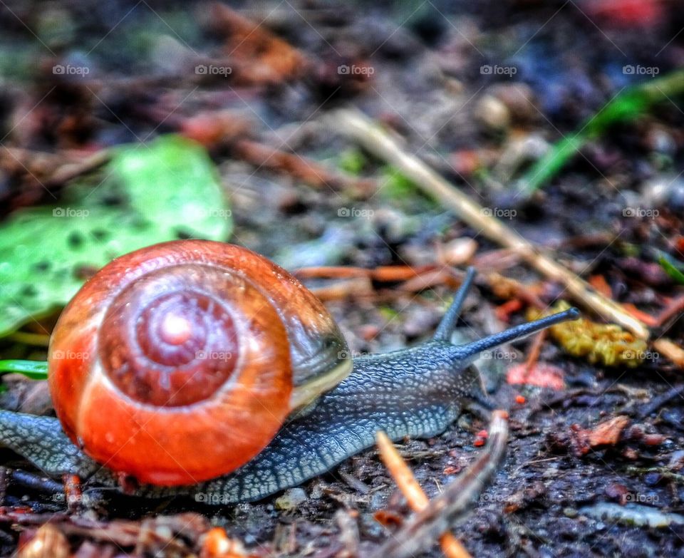 snail