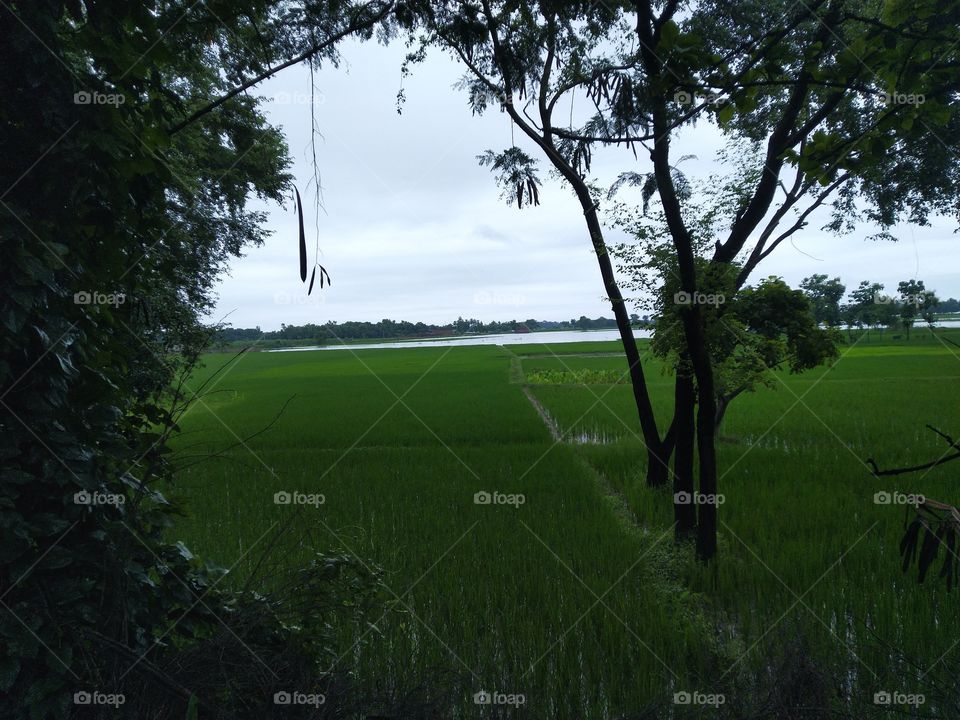 natural view of flood and agriculture crops