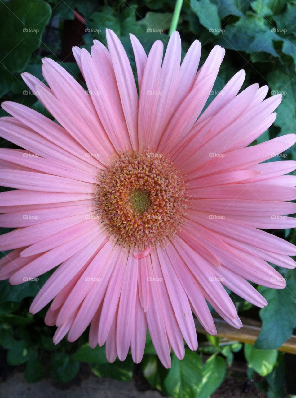 pink beauty. lovely pink gerbera 