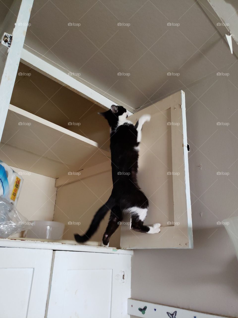 kitty cat being sneaky