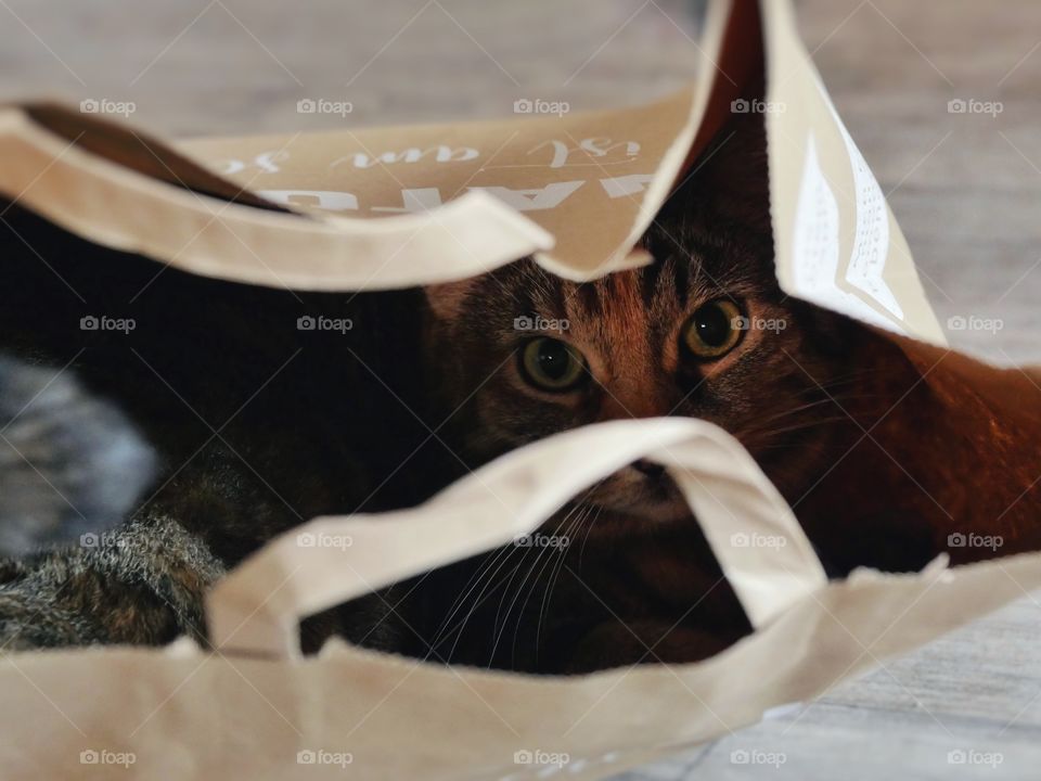 Tabby cat lying in paper bag