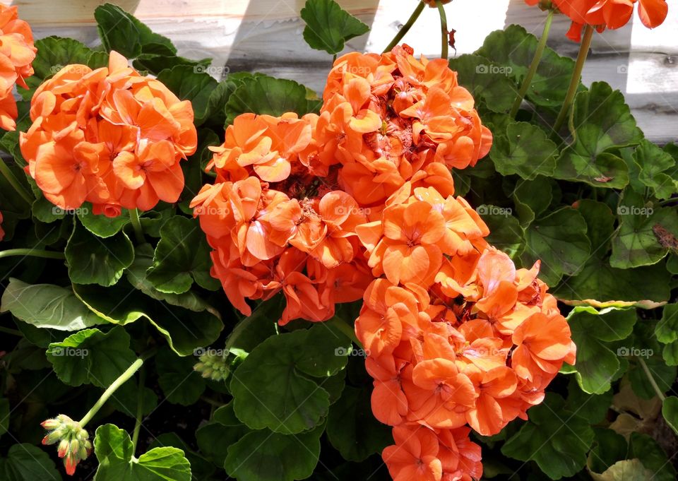 Orange Geraniums 