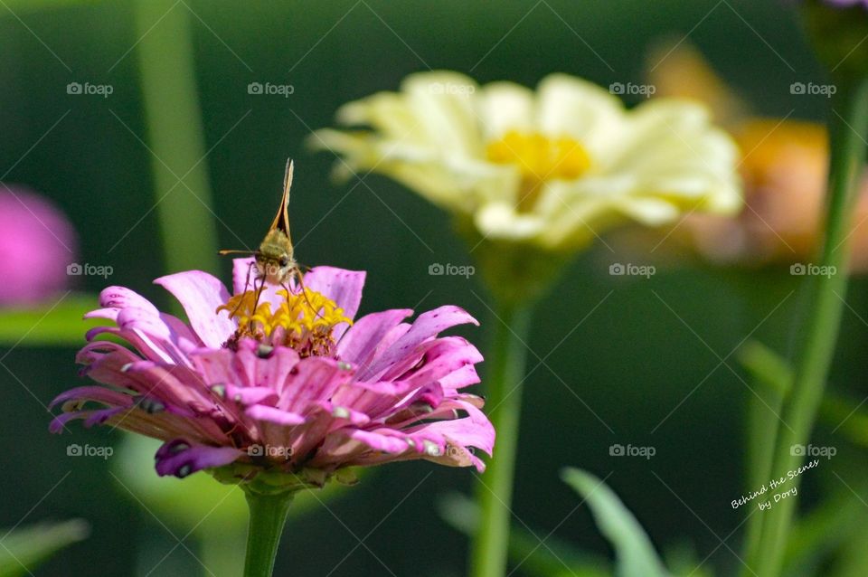Butterfly on zinnias 