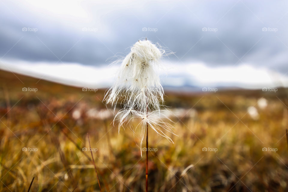 Cotton Grass