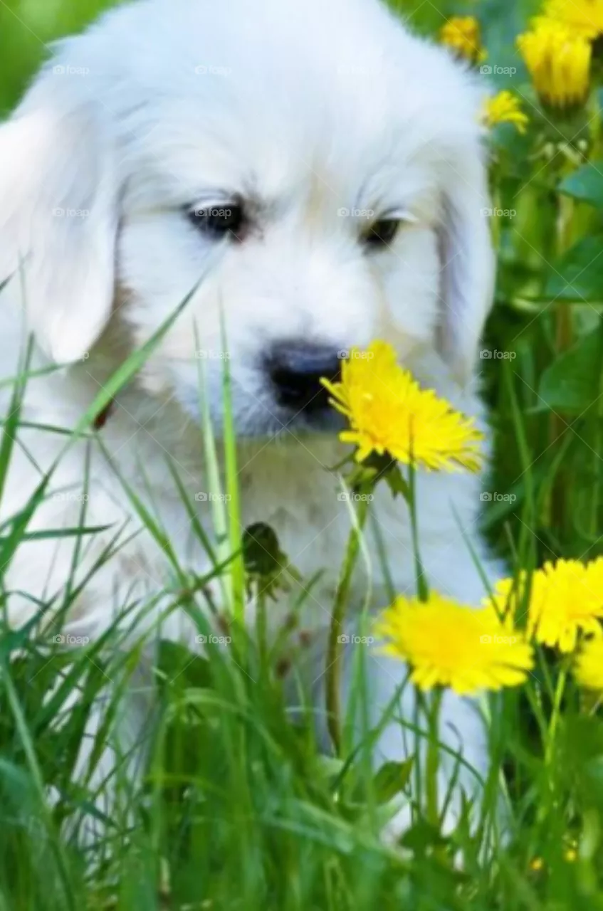 🐕