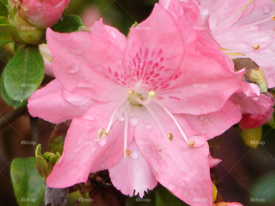 Rainy day azalea