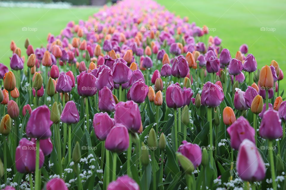 Tulips of all colours in a row 