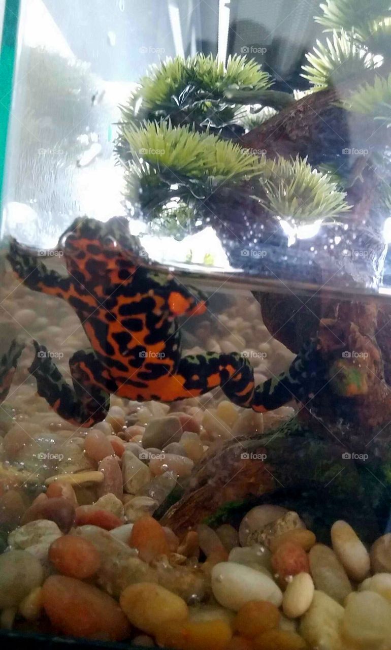 Firebelly. my firebelly toad in his new tank