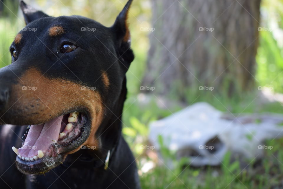 Relaxing in the grass