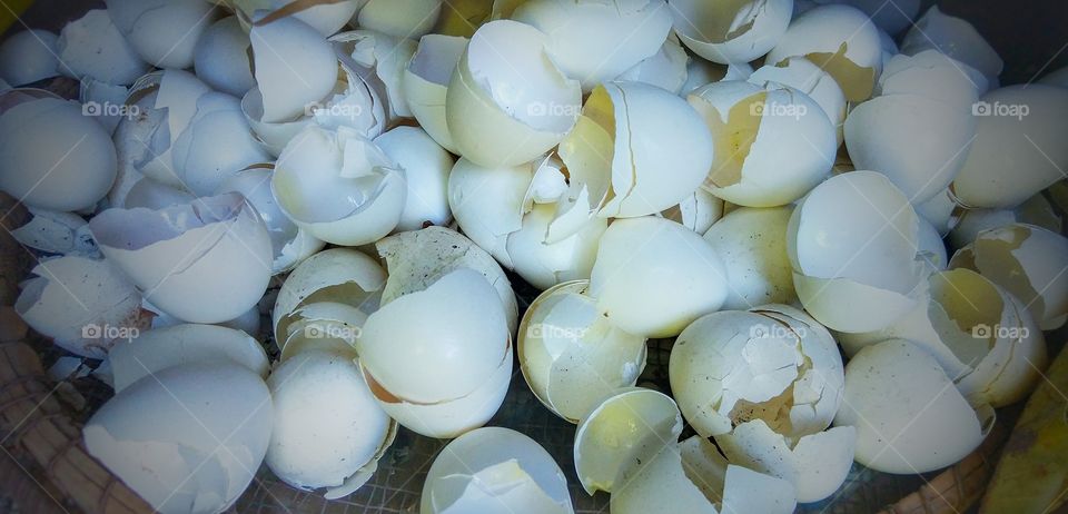 casca de ovo eggshell egg