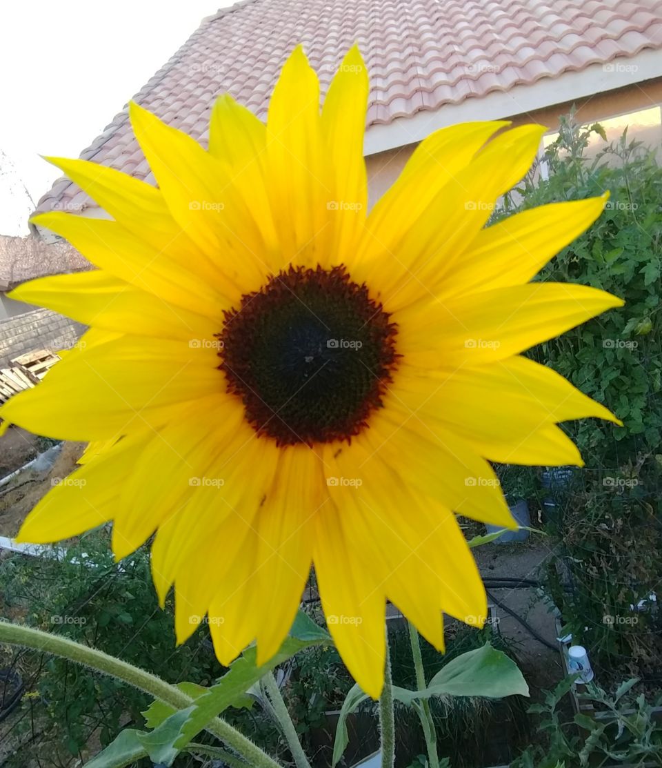 sunflower