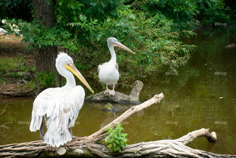 water animal bird zoo by jbdc