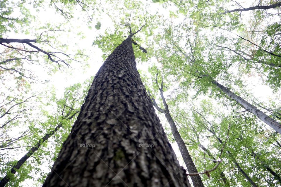 Trees tops viewing from the ground 