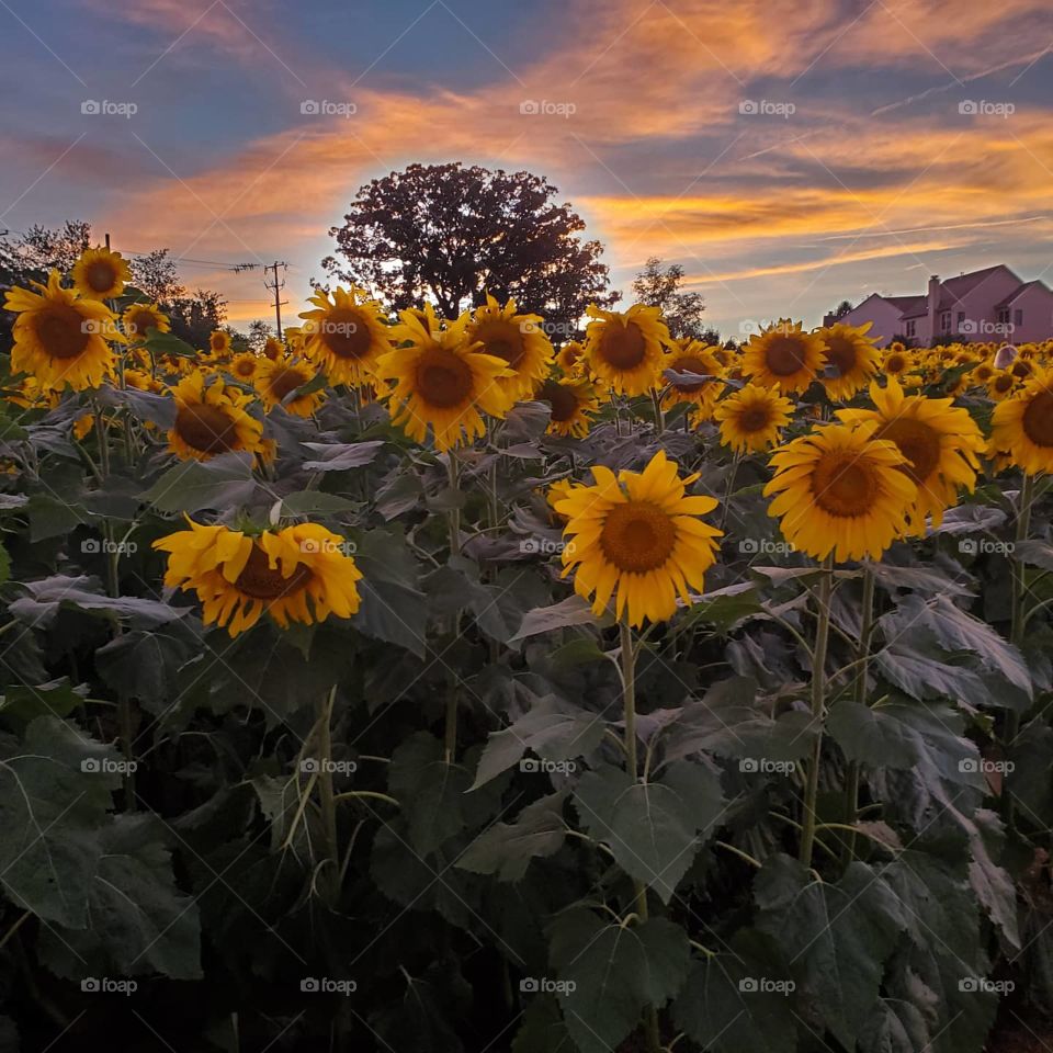 sunflower field in the sunset
