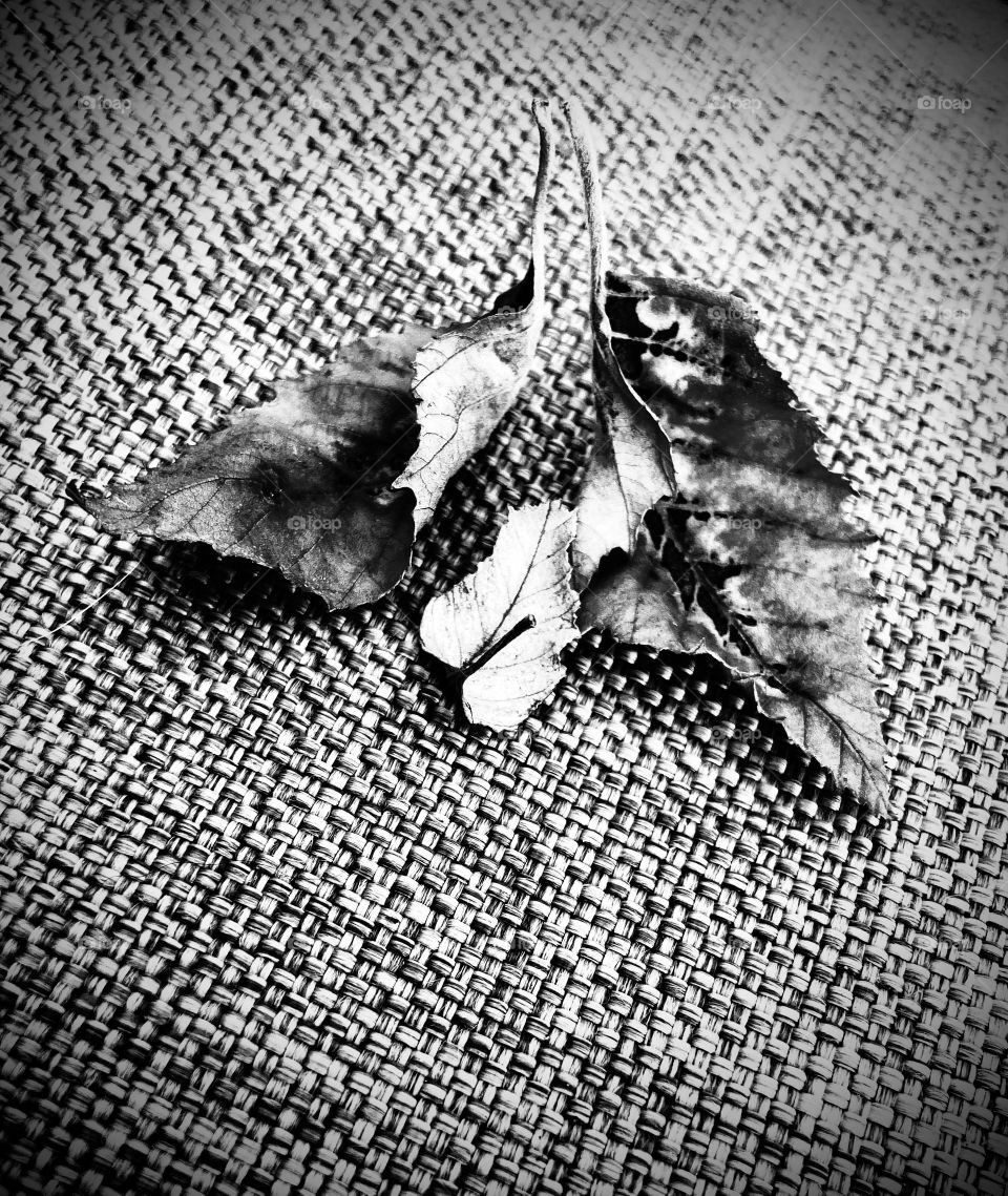 Shadows preparatory to winter