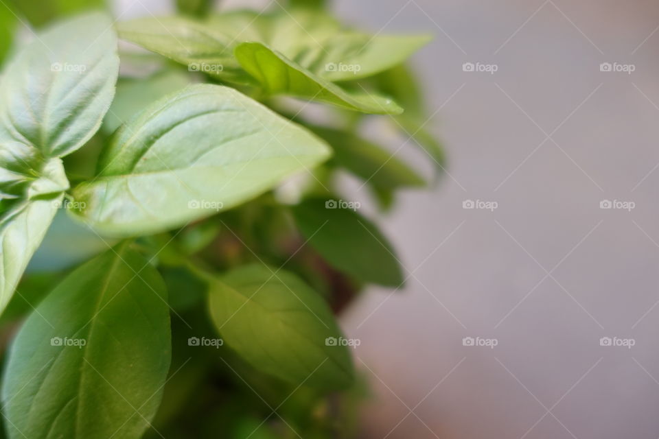Home gardening:basil. Close-up image.