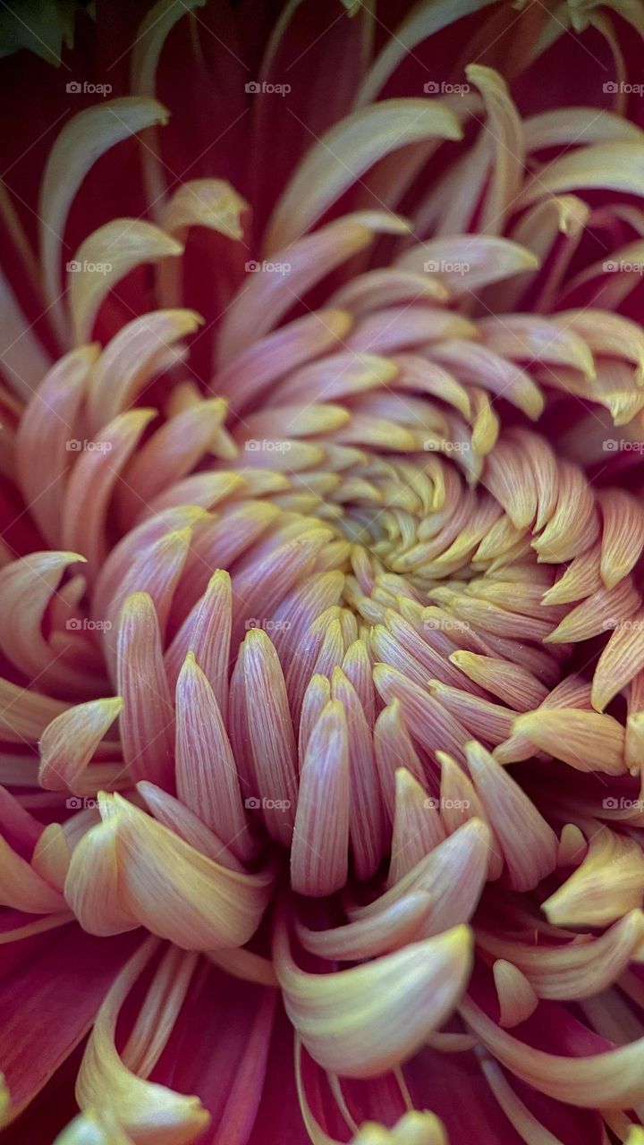 macro chrysanthemum