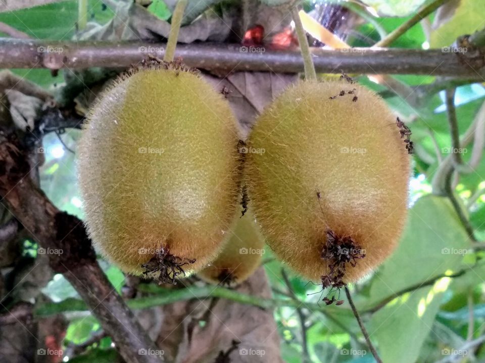 Kiwis Face