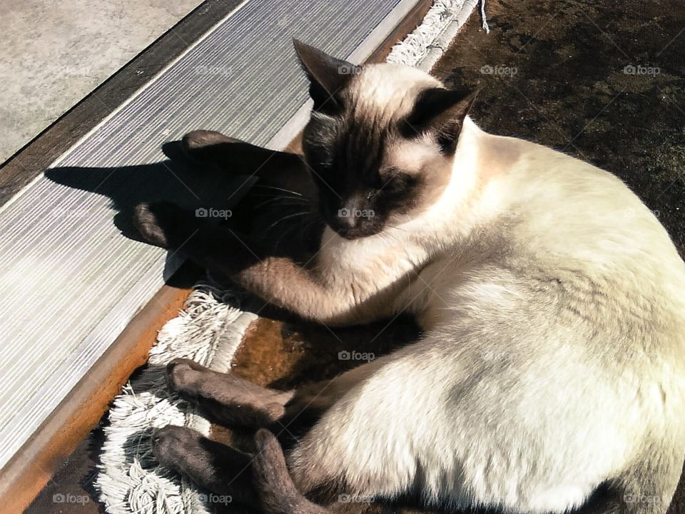 Siamese cat basking in the sun