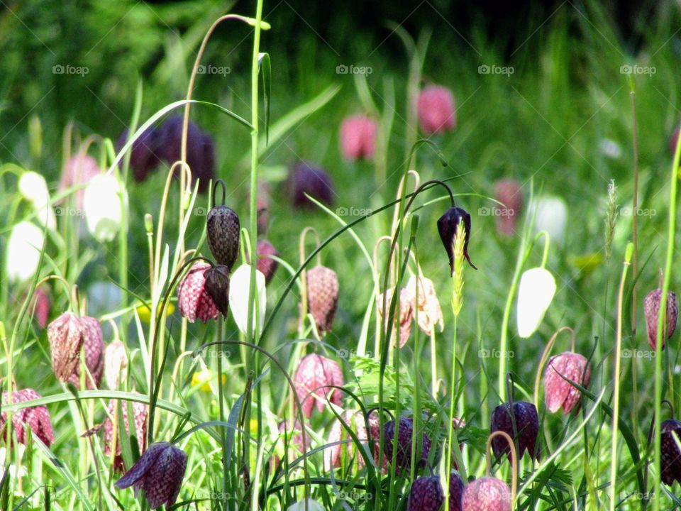 snakeshead fritillary meadow