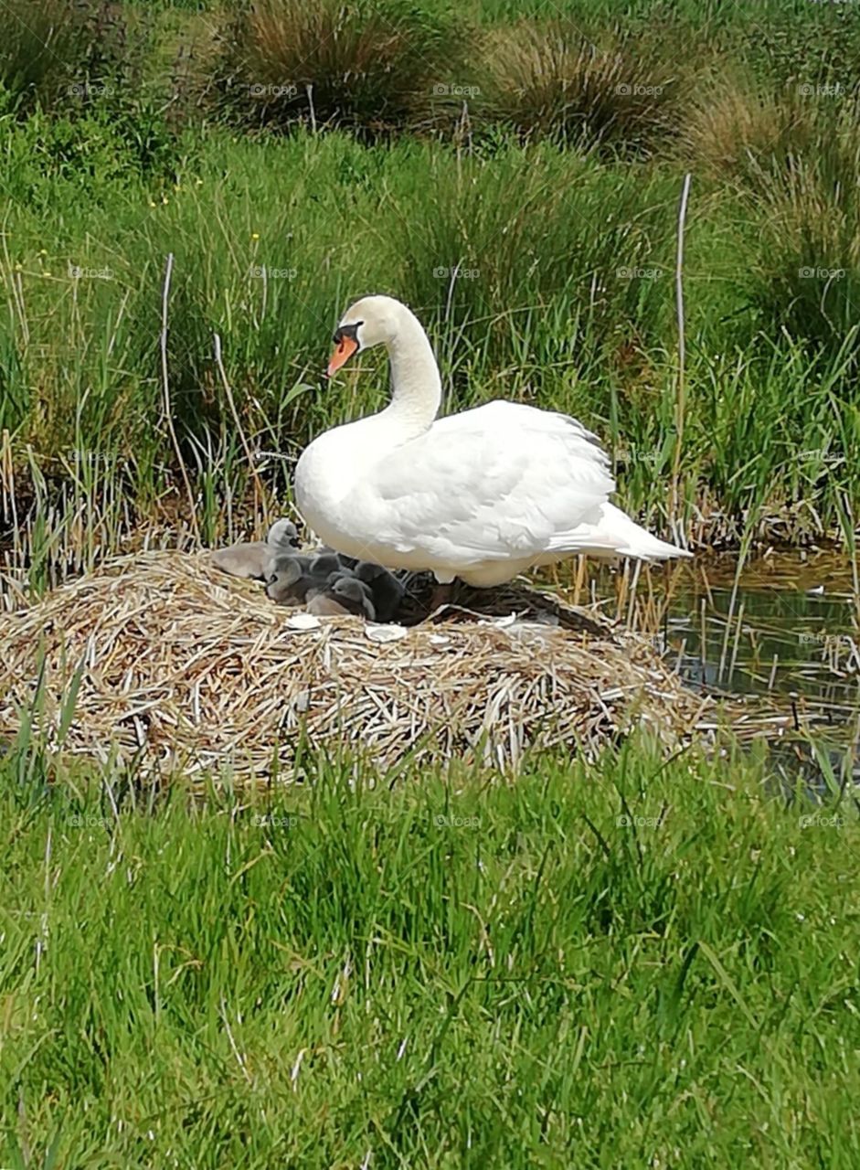 Swan on her nest, cygnets hatched