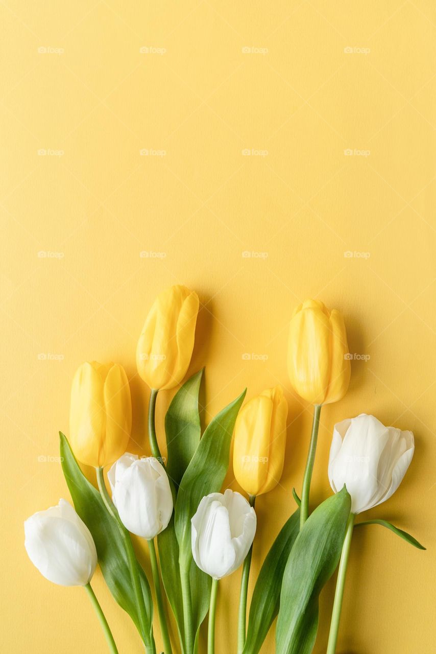 yellow and white tulips