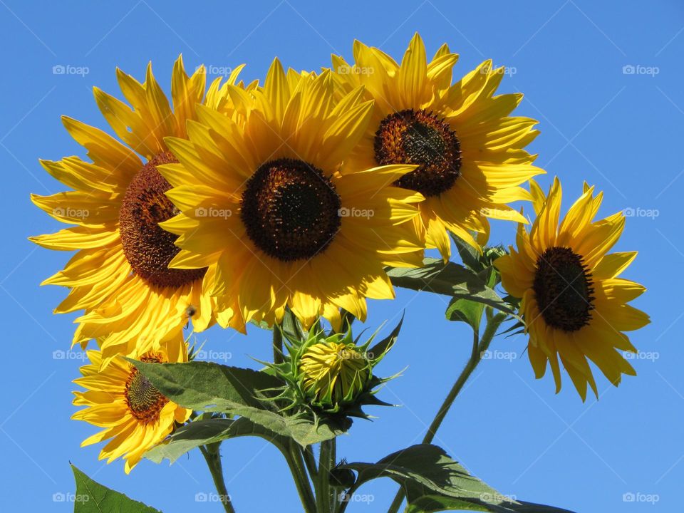 Sunflowers