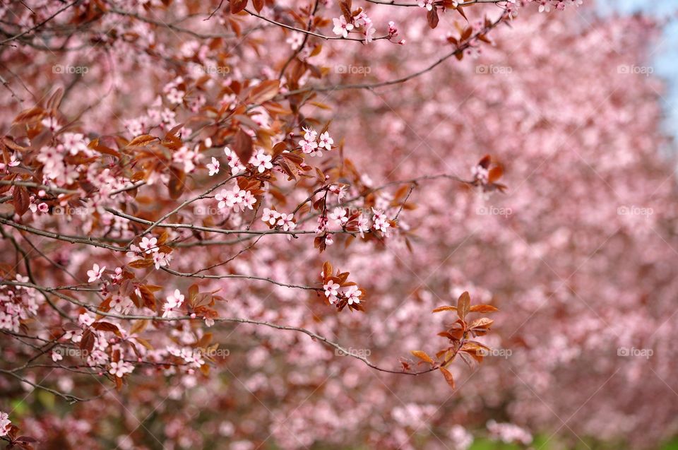 Cherry, Nature, Flower, Tree, Branch