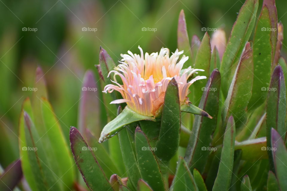 Beach flower