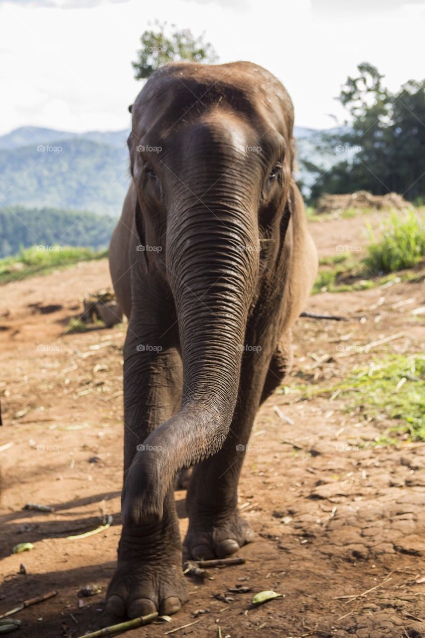 Meeting an elephant head on