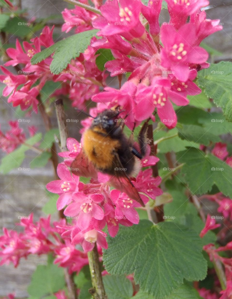 Redcurrant and bumble bee
