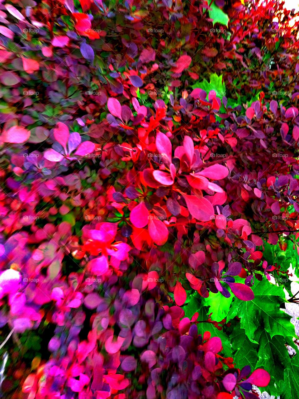 Nature, Color, Leaf, Garden, Flower