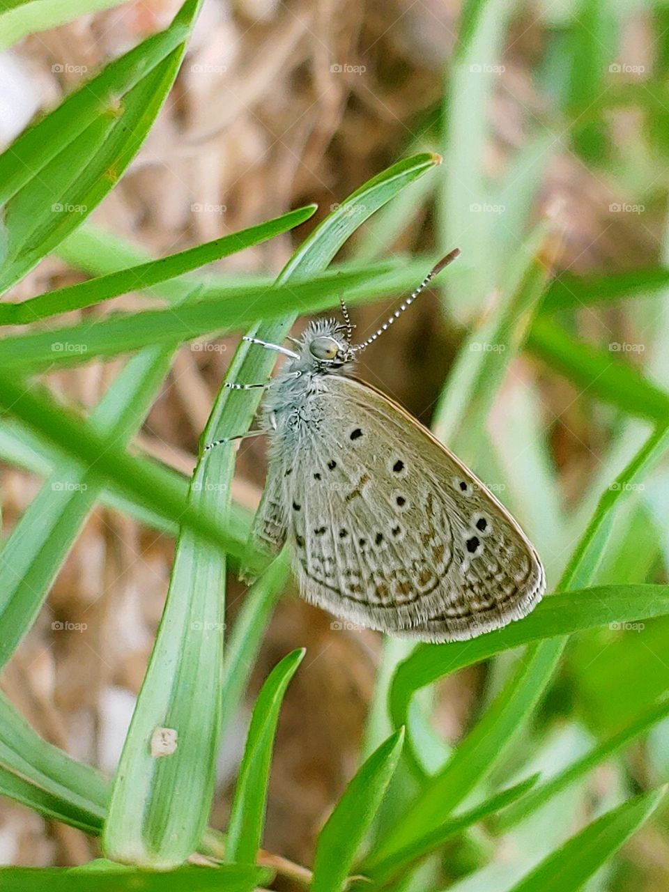 the butterfly captured