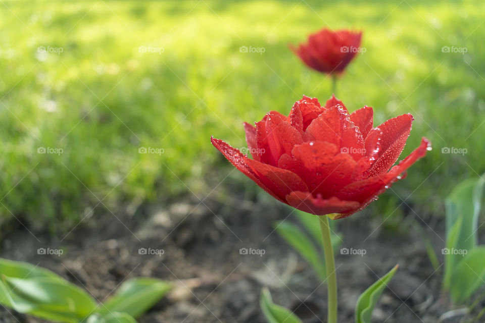 Red flower close-up