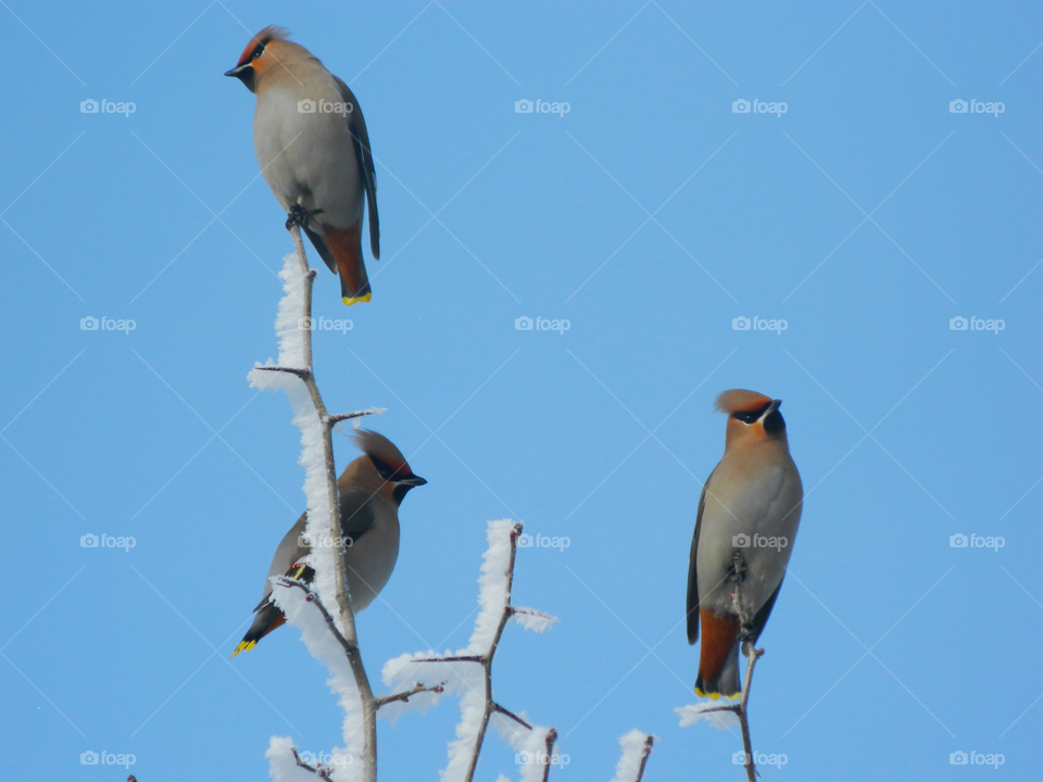 three waxwings on frozen tree branches