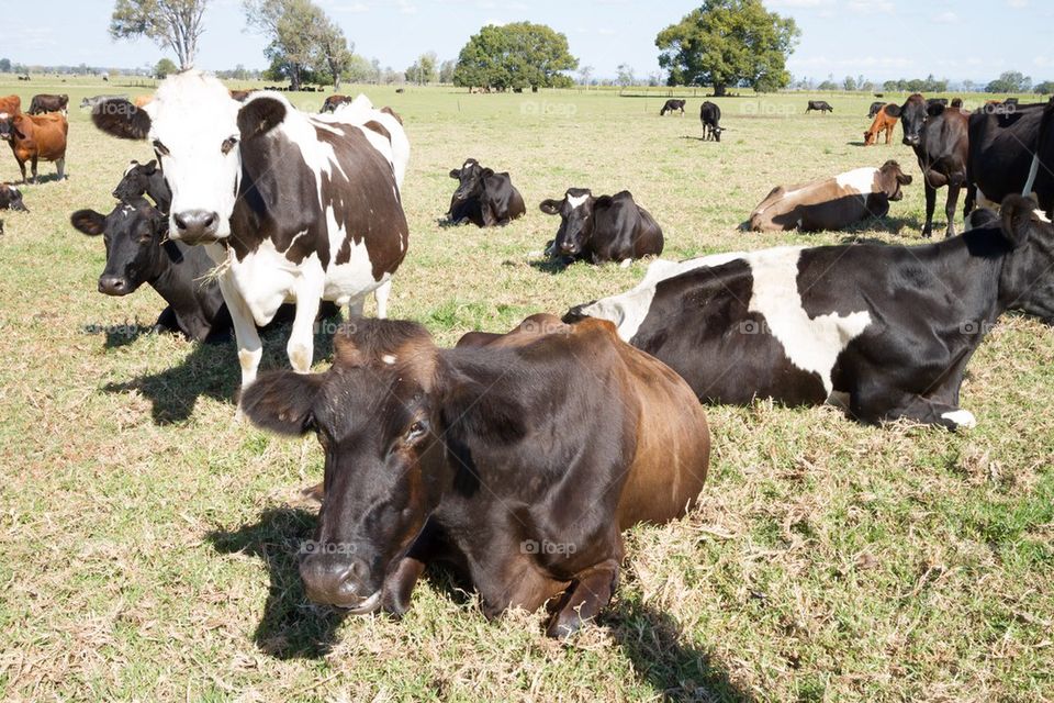 Cows in the Sun