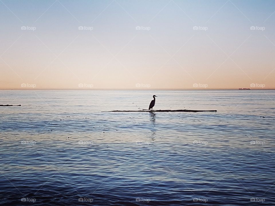 pelican silhouette