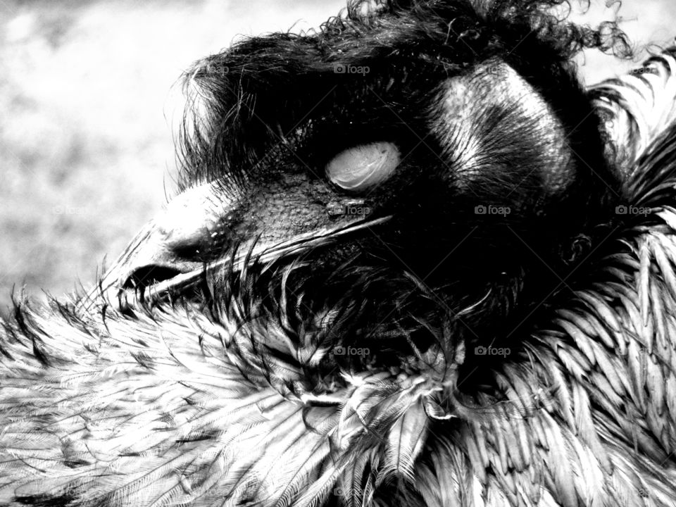 portrait of a Emu in black and white