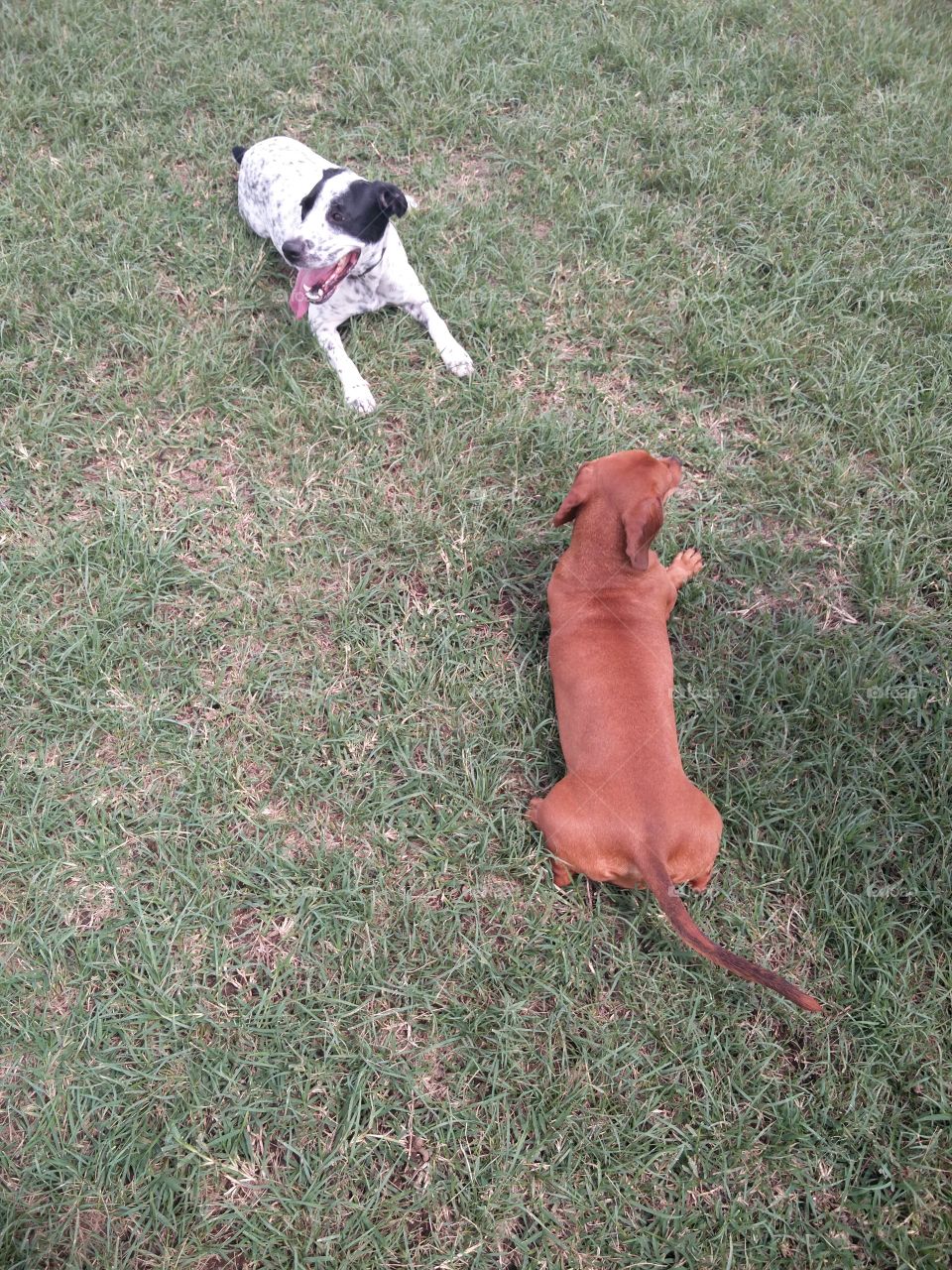 dachshund on the grass