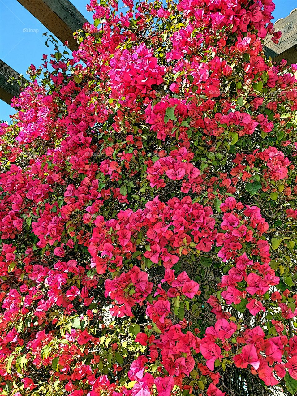 Bougainvillea in Bloom!