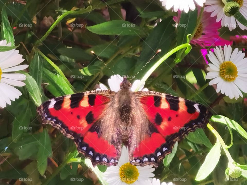 butterfly red