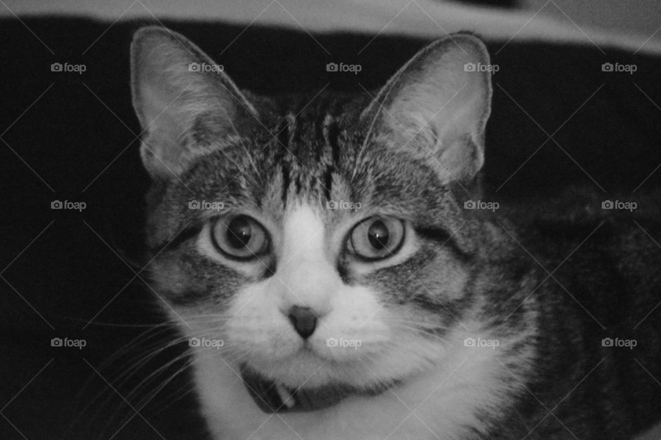 Lucy. my precious kitty named after Lucille Ball