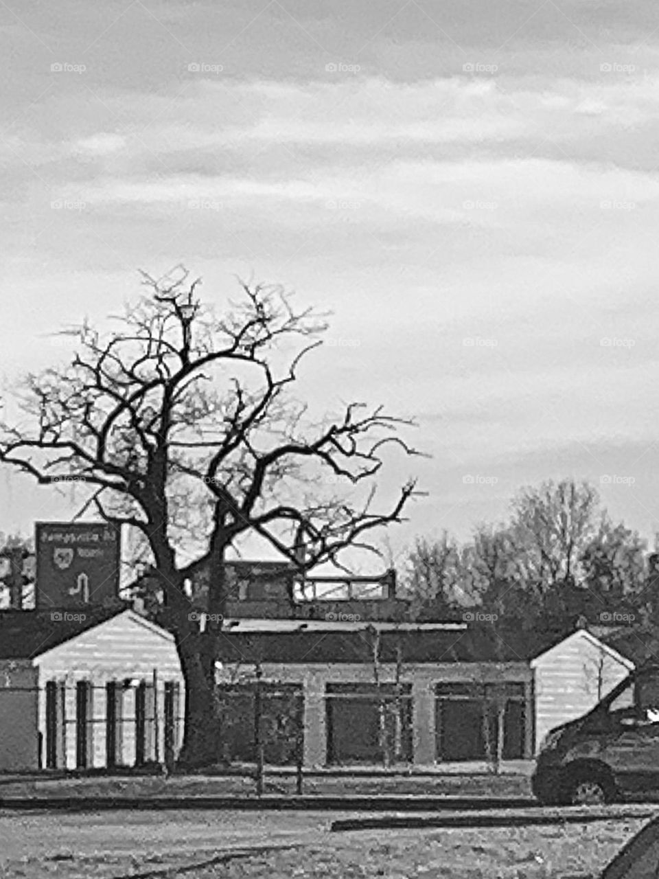 Gnarled tree 