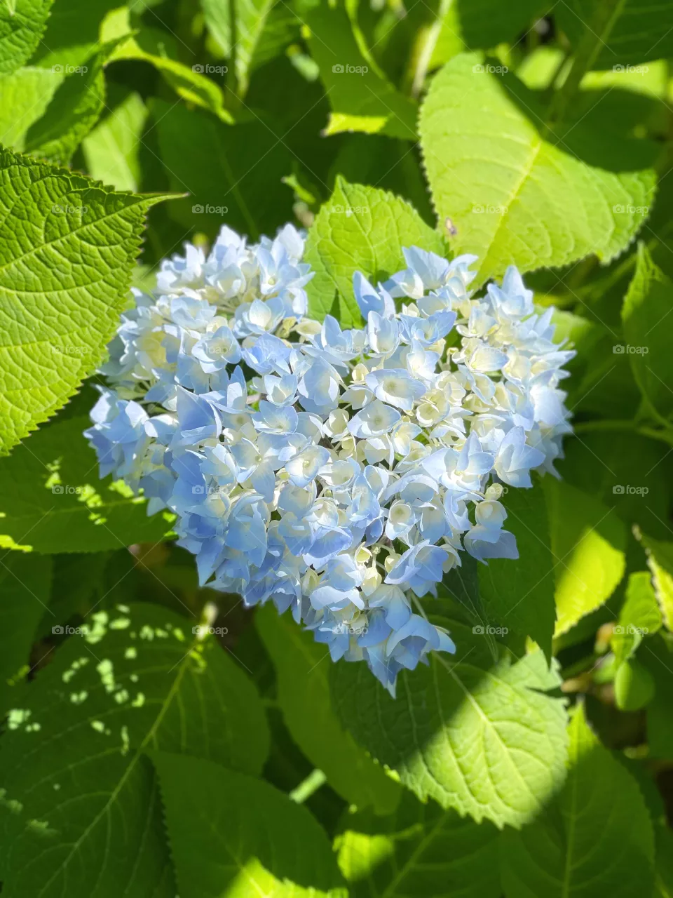 Blue Heart Hydrangea