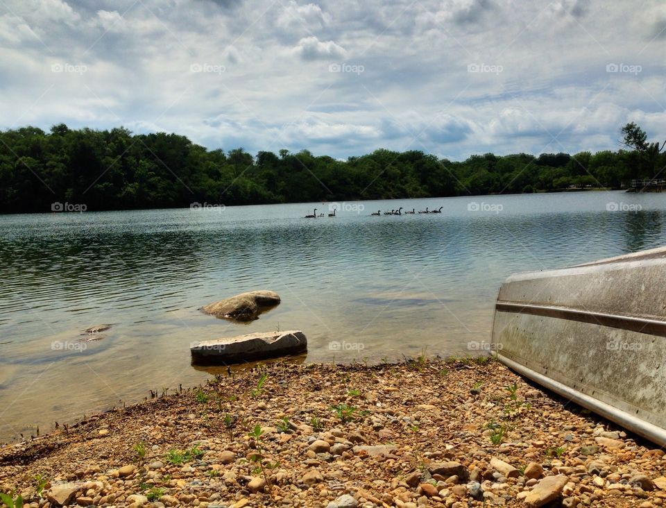 Duck swimming in lake