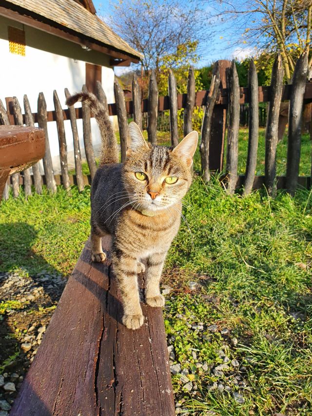 Curiosity